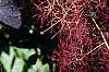 Cotinus coggygria 'Royal Purple', flowers