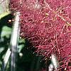 Cotinus coggygria 'Royal Purple', flowers