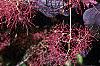 Cotinus coggygria 'Royal Purple', flowers