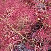Cotinus coggygria 'Royal Purple', flowers