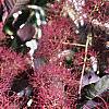 Cotinus coggygria 'Royal Purple', flowers