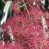 Cotinus coggygria 'Royal Purple', flowers