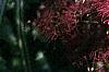 Cotinus coggygria 'Royal Purple', flowers