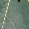 Cotinus obovatus, leaves