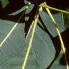 Cotinus obovatus, leaves