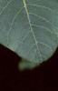 Cotinus obovatus, leaves