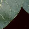 Cotinus obovatus, leaves