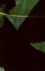 Cotinus obovatus, leaves