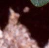 Cotinus obovatus, leaves