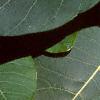 Cotinus obovatus, leaves