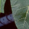 Cotinus obovatus, leaves