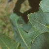 Cotinus obovatus, leaves