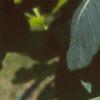 Cotinus obovatus, leaves
