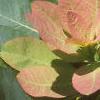 Cotinus obovatus, leaves