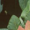 Cotinus obovatus, leaves