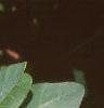 Cotinus obovatus, leaves
