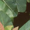 Cotinus obovatus, leaves