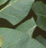 Cotinus obovatus, leaves
