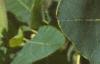 Cotinus obovatus, leaves