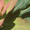 Cotinus obovatus, leaves