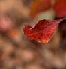 Rhus aromatica, fall color
