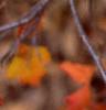 Rhus aromatica, fall color