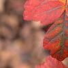 Rhus aromatica, fall color