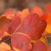 Rhus aromatica, fall color