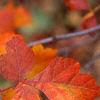 Rhus aromatica, fall color