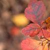 Rhus aromatica, fall color