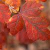 Rhus aromatica, fall color
