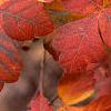 Rhus aromatica, fall color