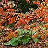 Rhus copallina, habit