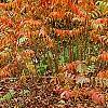 Rhus copallina, habit