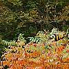 Rhus copallina, habit