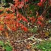 Rhus copallina, habit