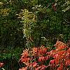 Rhus copallina, habit