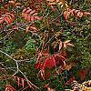 Rhus copallina, habit