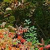 Rhus copallina, habit
