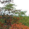 Rhus copallina, habit
