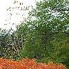 Rhus copallina, habit