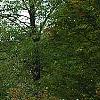 Rhus copallina, habit