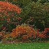 Rhus copallina, habit