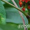Rhus glabra, fruit