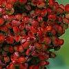 Rhus glabra, fruit