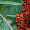 Rhus glabra, fruit