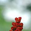 Rhus glabra, fruit
