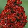 Rhus glabra, fruit