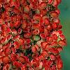 Rhus glabra, fruit