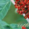 Rhus glabra, fruit